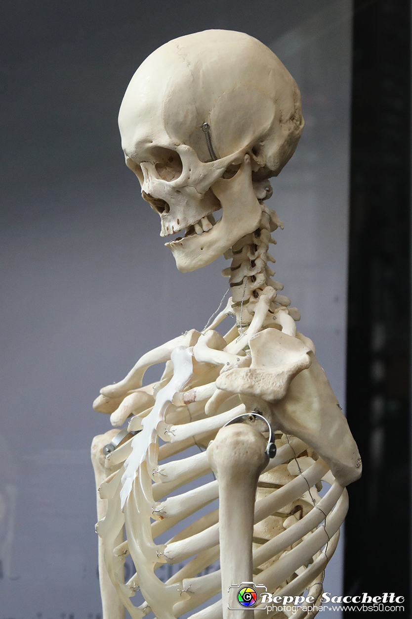 VBS_3126 - Scheletro - Mostra Body Worlds.jpg